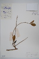 武靴藤藏品圖，第1張