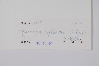 武靴藤藏品圖，第2張