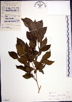 月橘藏品圖，第1張