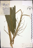 棕葉狗尾草藏品圖，第1張