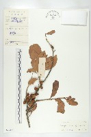 清茶柿藏品圖，第4張