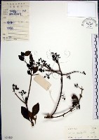 腺果藤、刺藤藏品圖，第1張