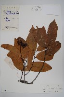 光葉紫玉盤藏品圖，第1張