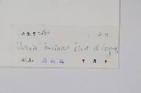 光葉紫玉盤藏品圖，第2張