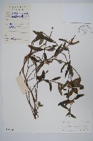 柳葉水蓑衣藏品圖，第1張