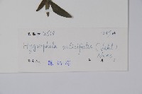 柳葉水蓑衣藏品圖，第2張