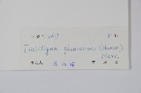 裏白瓜馥木藏品圖，第2張