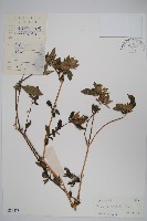 假杜鵑藏品圖，第1張