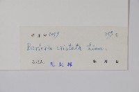 假杜鵑藏品圖，第2張