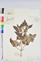 越南巴豆藏品圖，第1張