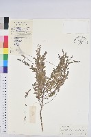 登錄號:S029481藏品圖，第1張