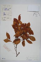 澄廣花藏品圖，第1張