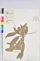 山地五月茶藏品圖，第1張