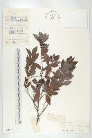 鏡面柿藏品圖，第1張