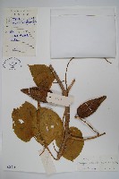 華他卡藤藏品圖，第1張