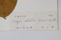 華他卡藤藏品圖，第2張