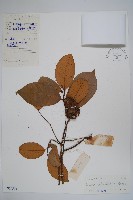 刺果紫玉盤藏品圖，第1張