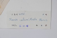 刺果紫玉盤藏品圖，第2張