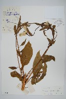 青葙藏品圖，第1張