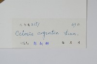 青葙藏品圖，第2張