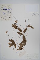 中華老鴨嘴藏品圖，第1張