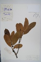 哥納香藏品圖，第1張