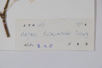 海南蕊木藏品圖，第2張