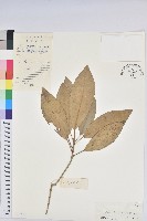 木奶果藏品圖，第1張