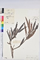 水楊梅、水柳仔藏品圖，第1張