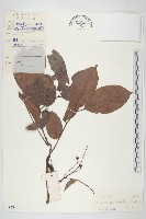 登錄號:S029567藏品圖，第1張