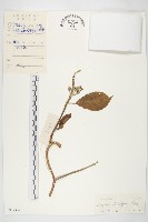 鈍葉朝顏藏品圖，第1張