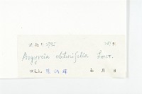 鈍葉朝顏藏品圖，第3張