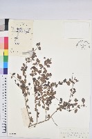 登錄號:S029575藏品圖，第1張