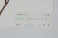 倒吊芼藏品圖，第2張