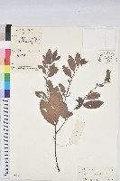 土密樹藏品圖，第1張