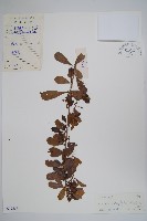 小葉厚殼樹、基及樹藏品圖，第1張