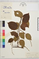 毛咀簽藏品圖，第1張