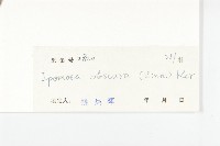 野牽牛藏品圖，第3張