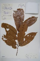 海南暗羅藏品圖，第1張