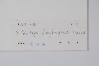 香港鷹爪花藏品圖，第2張