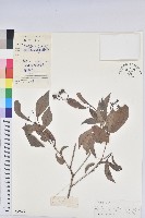 留萼木藏品圖，第1張