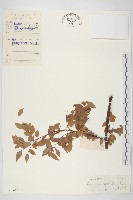 紅葉藤藏品圖，第1張