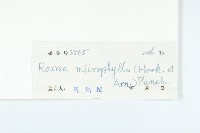 紅葉藤藏品圖，第3張