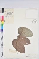 赤血仔、厚葉算盤子藏品圖，第1張