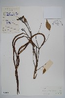 美葉菜豆樹藏品圖，第1張