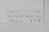 美葉菜豆樹藏品圖，第2張