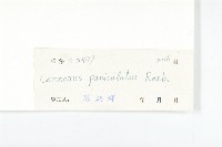 牛栓藤藏品圖，第3張