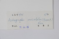 穿心蓮藏品圖，第2張