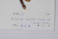 闊葉獼猴桃藏品圖，第2張