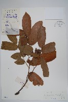 皂帽花藏品圖，第1張